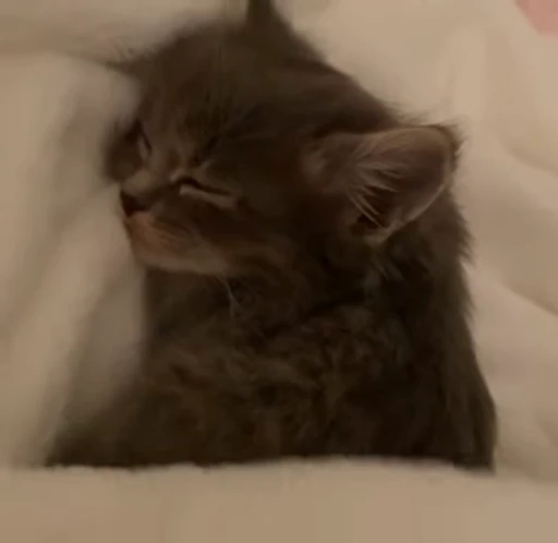 😽 Стикер «kitana cat» для Telegram