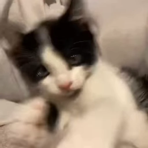 👹 Стикер «kitana cat» для Telegram