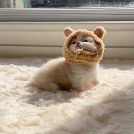 🐰 Стикер «kitana cat» для Telegram
