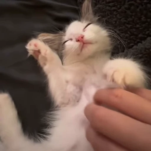 🤤 Стикер «kitana cat» для Telegram