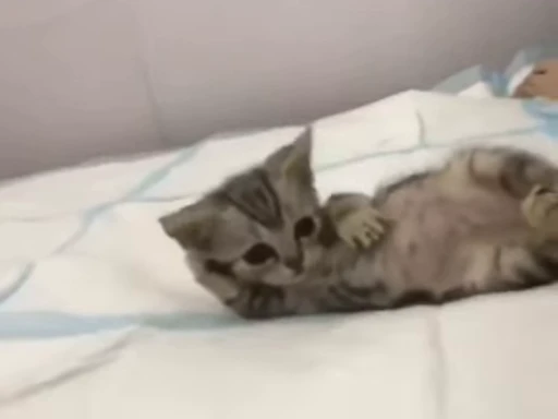 🐈 Стикер «kitana cat» для Telegram