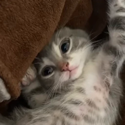🙃 Стикер «kitana cat» для Telegram