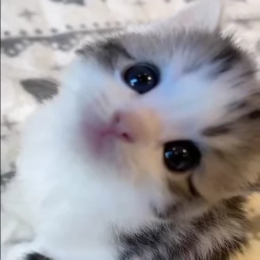 🐈 Стикер «kitana cat» для Telegram