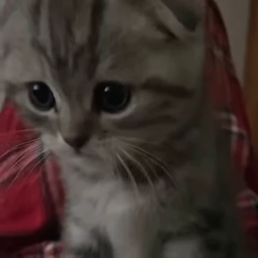🐱 Стикер «kitana cat» для Telegram