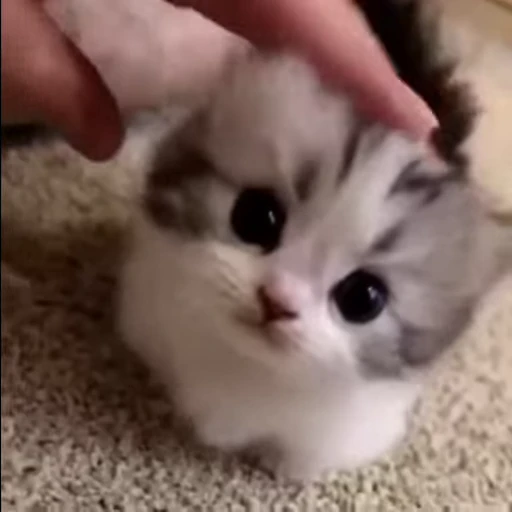 🥺 Стикер «kitana cat» для Telegram