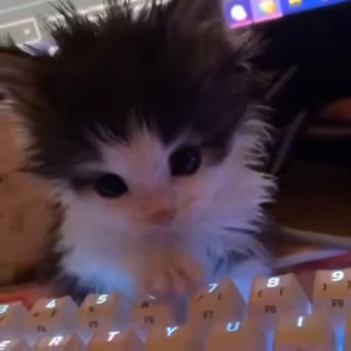 🐾 Стикер «kitana cat» для Telegram