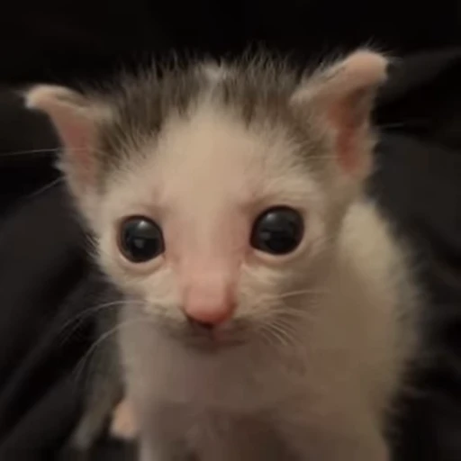🐱 Стикер «kitana cat» для Telegram
