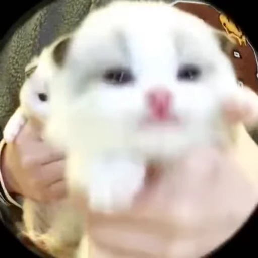 😵 Стикер «kitana cat» для Telegram