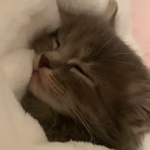 ☺️ Стикер «kitana cat» для Telegram
