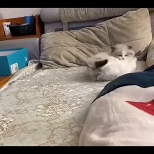 👊 Стикер «kitana cat» для Telegram