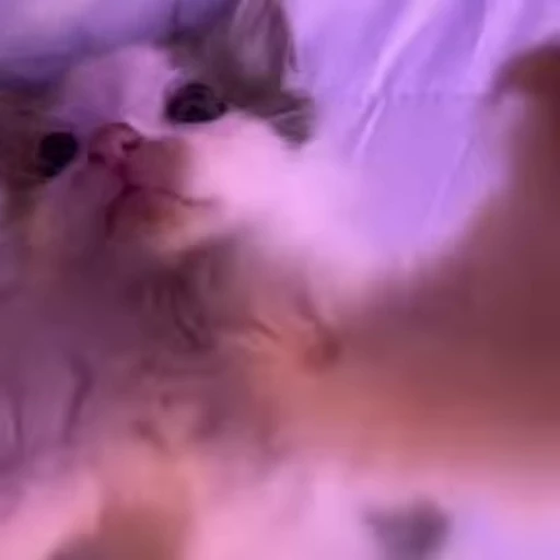 🫣 Стикер «kitana cat» для Telegram