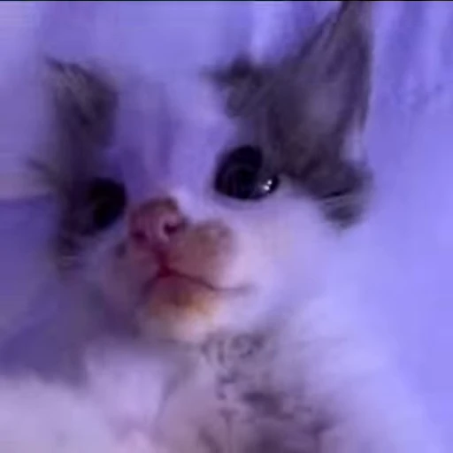👀 Стикер «kitana cat» для Telegram
