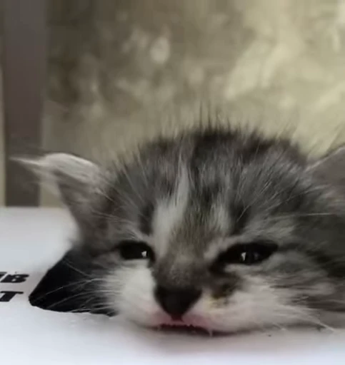 🌟 Стикер «kitana cat» для Telegram