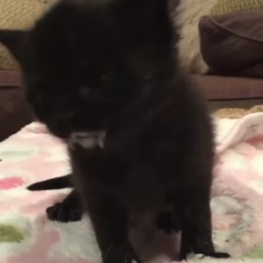 🌟 Стикер «kitana cat» для Telegram