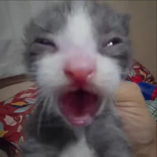 🌟 Стикер «kitana cat» для Telegram
