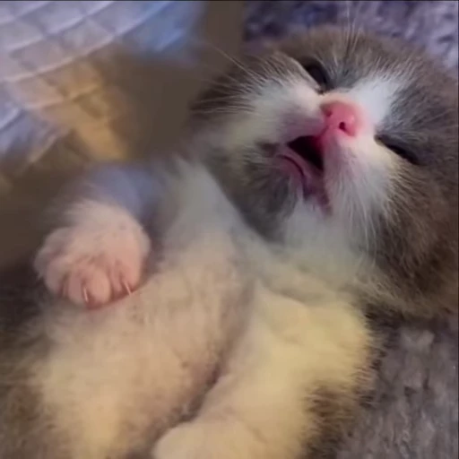 🌟 Стикер «kitana cat» для Telegram