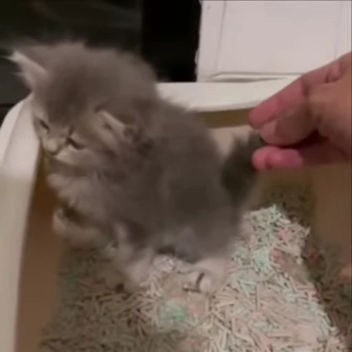 🌟 Стикер «kitana cat» для Telegram