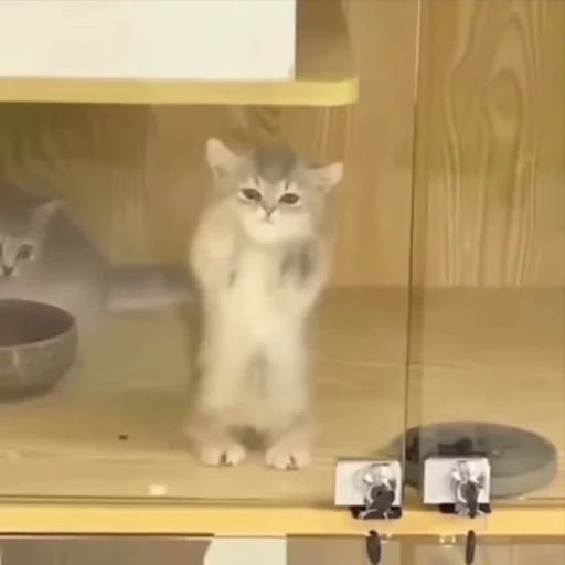 🌟 Стикер «kitana cat» для Telegram