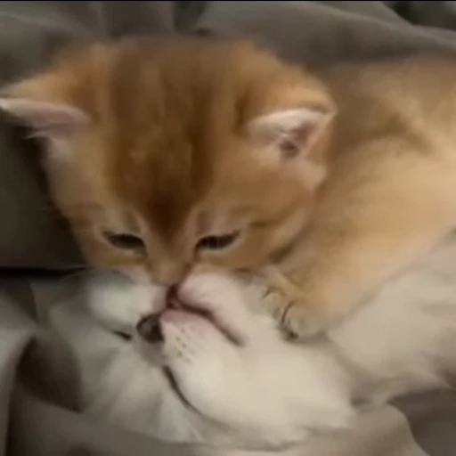 💋 Стикер «kitana cat» для Telegram