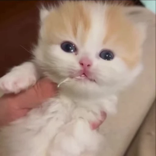 🌟 Стикер «kitana cat» для Telegram