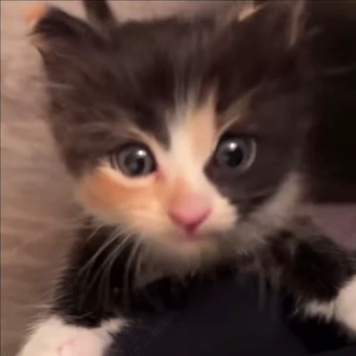 🌟 Стикер «kitana cat» для Telegram