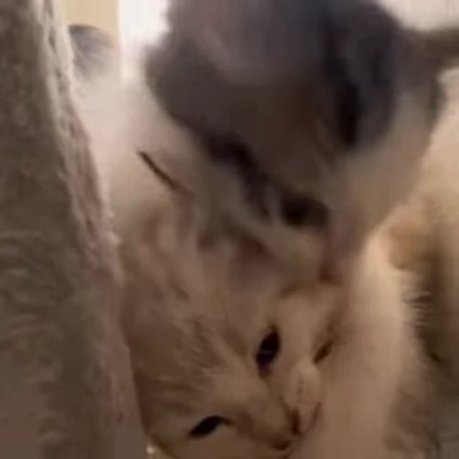 👹 Стикер «kitana cat» для Telegram