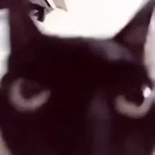 🐈 Стикер «kitana cat» для Telegram
