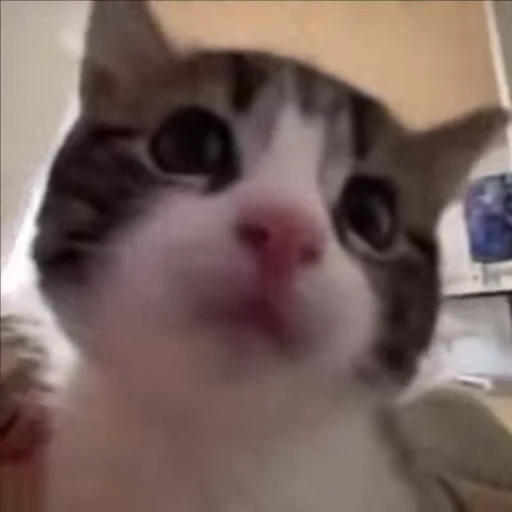 🌟 Стикер «kitana cat» для Telegram