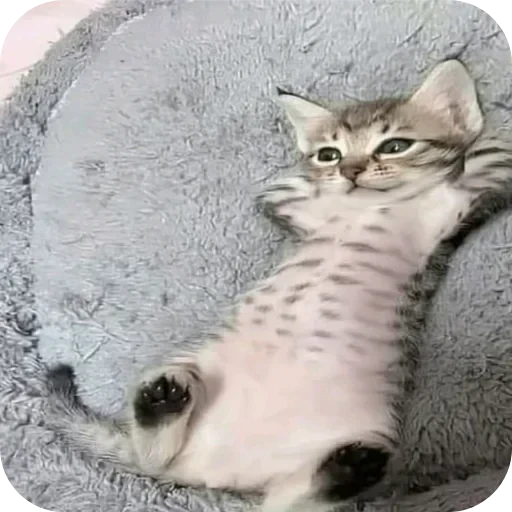 Стикерпак kitana cat для Telegram — скачать