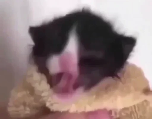 🐱 Стикер «коты» для Telegram