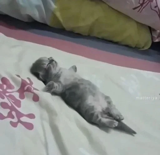 🎀 Стикер «коты» для Telegram