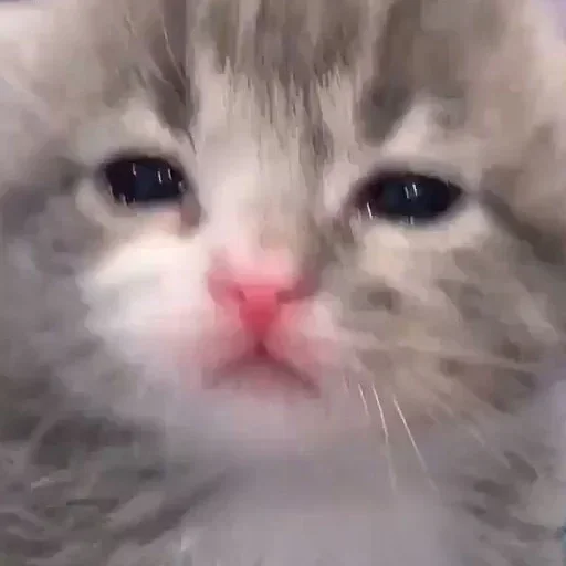 😿 Стикер «коты» для Telegram