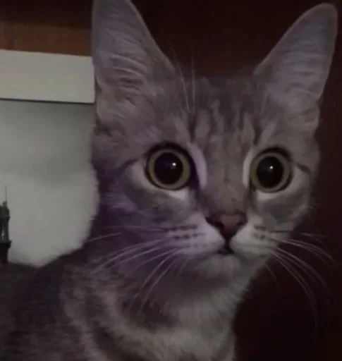 🌟 Стикер «коты» для Telegram