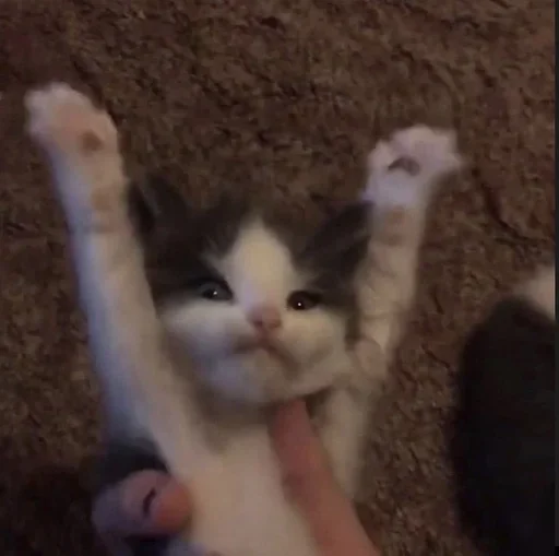 👐 Стикер «коты» для Telegram