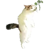 🌺 Эмодзи «Микрокотики (Microcats)» для Telegram