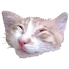 🤪 Эмодзи «Микрокотики (Microcats)» для Telegram