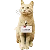 😼 Эмодзи «Микрокотики (Microcats)» для Telegram