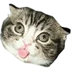 😛 Эмодзи «Микрокотики (Microcats)» для Telegram