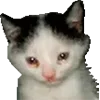 😭 Эмодзи «Микрокотики (Microcats)» для Telegram