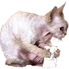 🧂 Эмодзи «Микрокотики (Microcats)» для Telegram