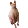 😳 Эмодзи «Микрокотики (Microcats)» для Telegram