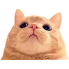 🥺 Эмодзи «Микрокотики (Microcats)» для Telegram