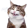 😀 Эмодзи «Микрокотики (Microcats)» для Telegram