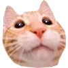 😳 Эмодзи «Микрокотики (Microcats)» для Telegram