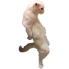😤 Эмодзи «Микрокотики (Microcats)» для Telegram