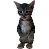 👦 Эмодзи «Микрокотики (Microcats)» для Telegram