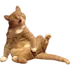🤤 Эмодзи «Микрокотики (Microcats)» для Telegram