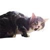 Эмодзи Микрокотики (Microcats) для Telegram — скачать