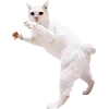 👹 Эмодзи «Микрокотики (Microcats)» для Telegram