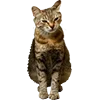 😒 Эмодзи «Микрокотики (Microcats)» для Telegram